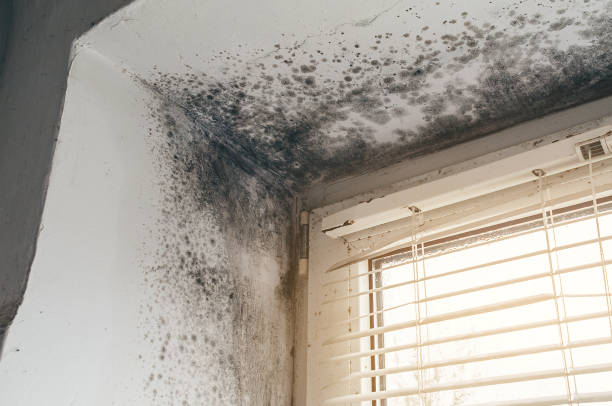Trusted Basement Mold Remediation service in Forest Park, IL - Cheap Mold Removal