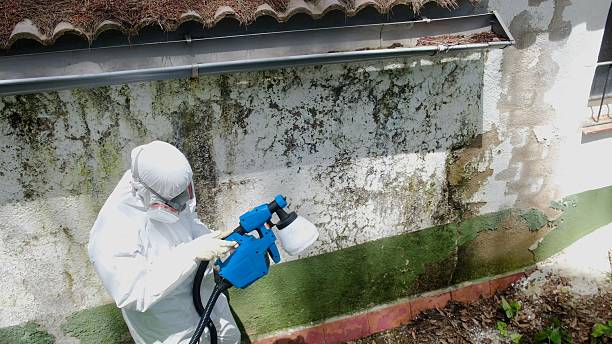 Trusted Mold Inspection service in Forest Park, IL - Cheap Mold Removal